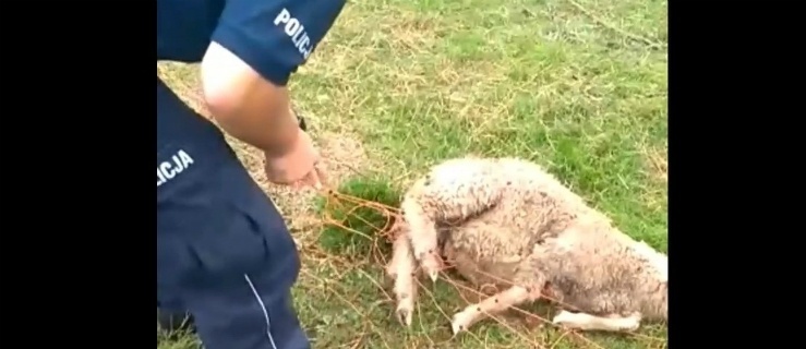 Gmina Pieniężno. Policjanci uratowali owcę 