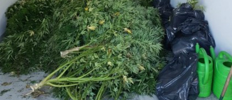 Gmina Braniewo. Cztery plantacje konopi indyjskich 