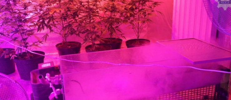 11 kilogramów narkotyków i nowoczesna plantacja konopi indyjskich 