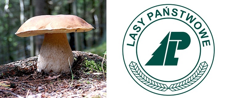 Grzybobranie z leśnikami