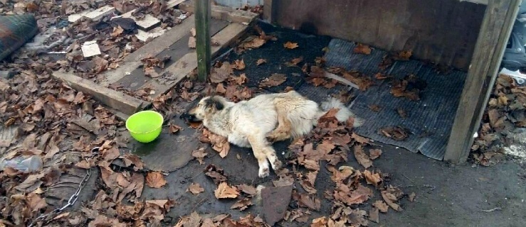 Elbląg: Zagłodziła psa na śmierć. Śledczy wyjaśniają sprawę
