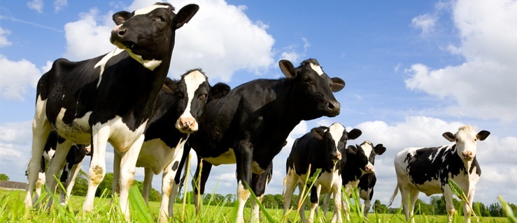 Colostrum i mleko klaczy – wsparcie dla zdrowia i pielęgnacja skóry