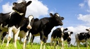 Colostrum i mleko klaczy – wsparcie dla zdrowia i pielęgnacja skóry