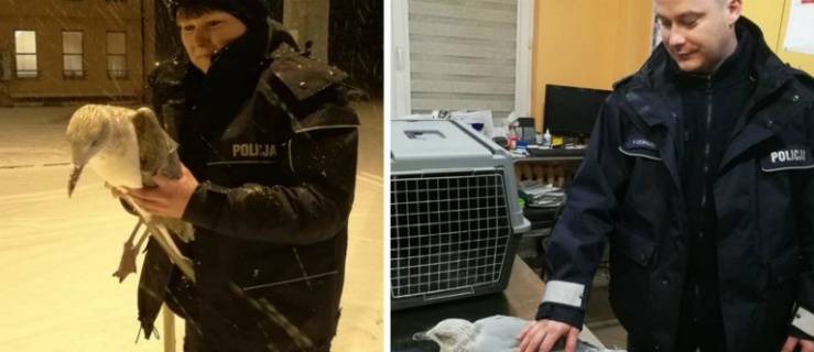 Policjanci pomagają zwierzętom 
