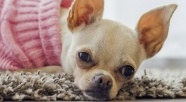 Kameruńczyk oszukał na szczeniaka chihuahua