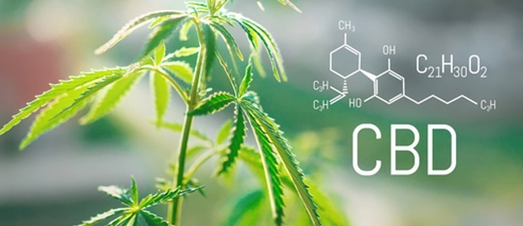 Prawda i mity o CBD, czyli co musisz wiedzieć o olejku konopnym