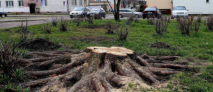 Elbląg. Wycięte drzewa na Placu Wolności (+zdjęcia)
