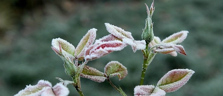 Instytut Meteorologii i Gospodarki Wodnej ostrzega przed przymrozkami
