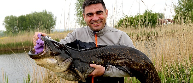 Artur Sadowski 11 maja 2019 na łowisku 4fishing Nowa Holandia złowił suma mierzącego 140 cm