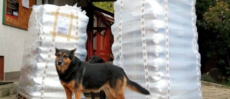 Elbląg. Walka prezydenta i schroniska na oświadczenia 