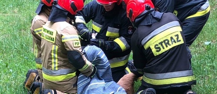 Elbląg. Sarna utknęła w ogrodzeniu 