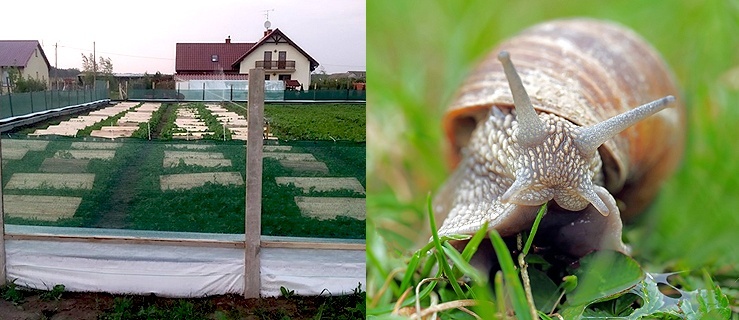 Dni otwarte PSH. Okazja do obserwacji hodowli ślimaków