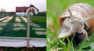 Dni otwarte PSH. Okazja do obserwacji hodowli ślimaków