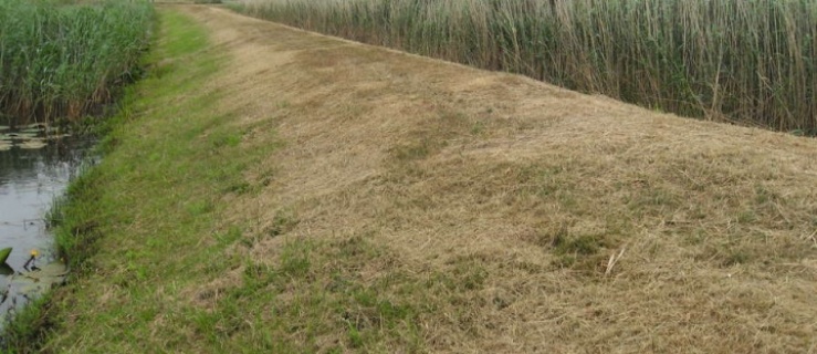 Żuławy. Sprawdź ile kosztuje koszenie wałów  przeciwpowodziowych 