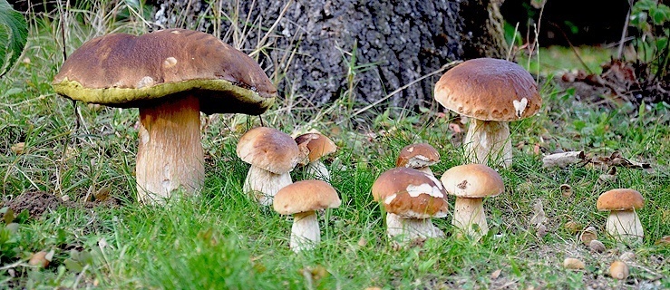 Lekarz Weterynarii apeluje o ostrożność w lesie. W tle pomór świń