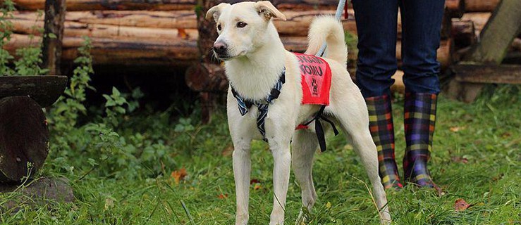 1 000 zł za adopcję psa? To nie żart. Tyle płacą w Ostródzie