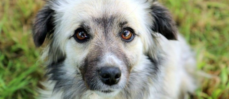 Znajdziemy w ten sposób zwierzę do adopcji w Elblągu?