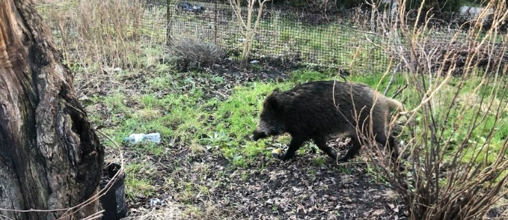 Dziki spacerują elbląskimi ulicami 