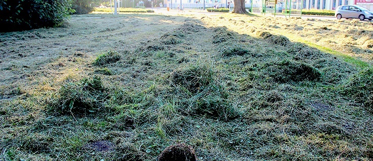 Jeż z małymi pocięty kosiarkami w Parku Planty. Tej tragedii można było uniknąć (+ drastyczne zdjęcia)