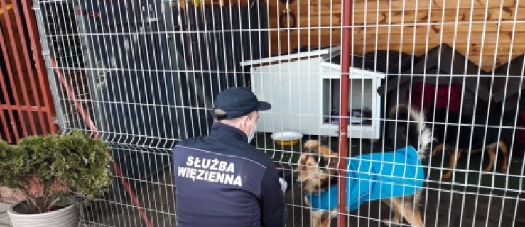  Budy dla psów i kotów wykonali skazani