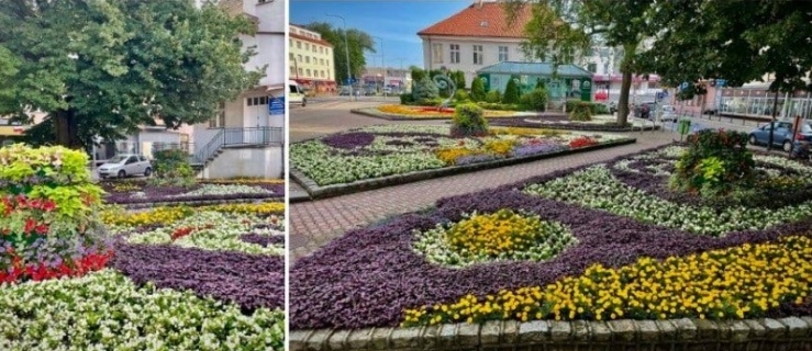 Zagłosuj na ukwiecony Elbląg