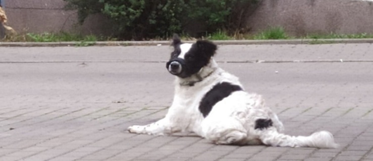 Straż Miejska szuka psa. 