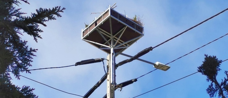 Nowe platformy dla bocianów i nie tylko w Milejewie