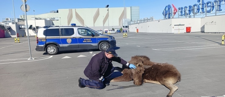 Łoś na dachu 