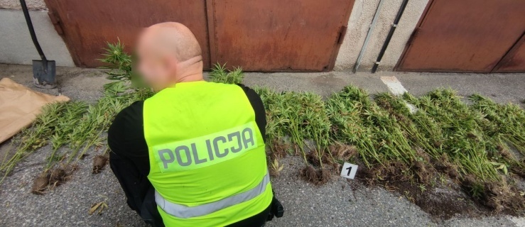 Z powietrza wypatrzyli plantację konopi indyjskich pod Elblągiem