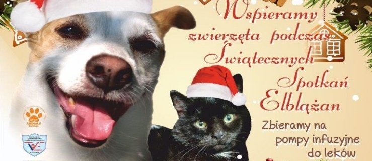Prawie 9 tys. zł zebrano dla schroniska w Elblągu