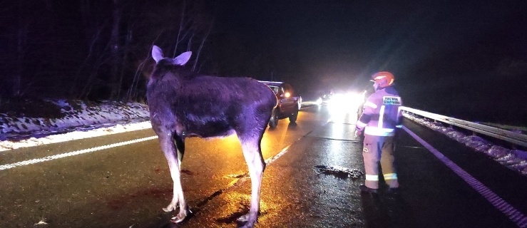 Łoś na drodze. Zderzenie dwóch samochodów na S 22