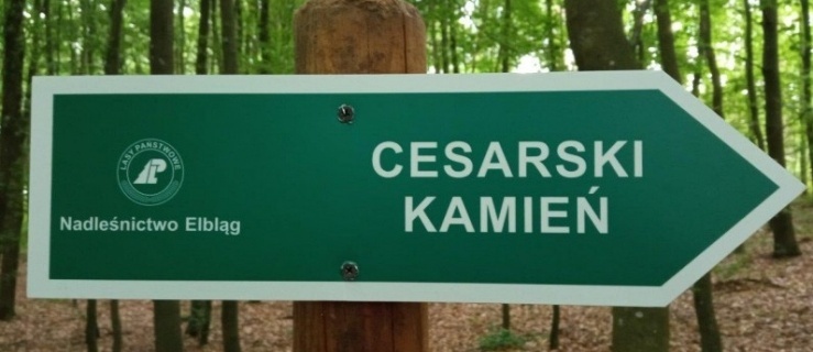 Odkryj tajemnice lokalnych lasów