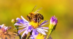Pyłek pszczeli: Naturalny superpokarm na wyciągnięcie ręki