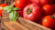 Odkryj bogatą ofertę najwyższej jakości sadzonek pomidorów w sklepie Setzlingeonline.de