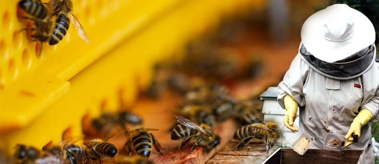 Tajemnice pszczelej pasieki