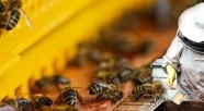 Tajemnice pszczelej pasieki
