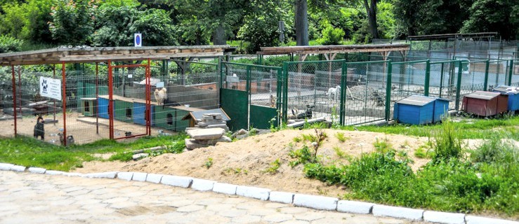 Elbląskie schronisko będzie zlikwidowane? Ciąg dalszy sprawy