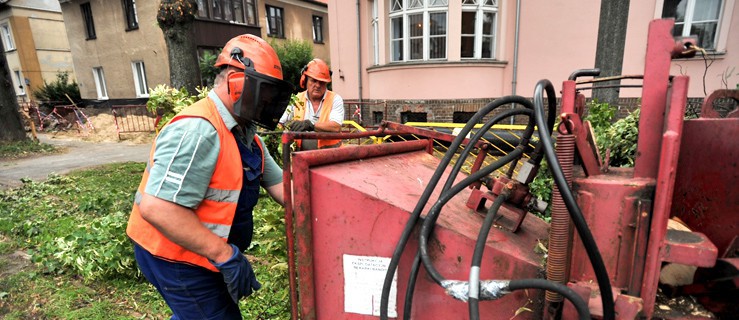 Bez komentarza. Przycinka drzew przy ul. Królewieckiej