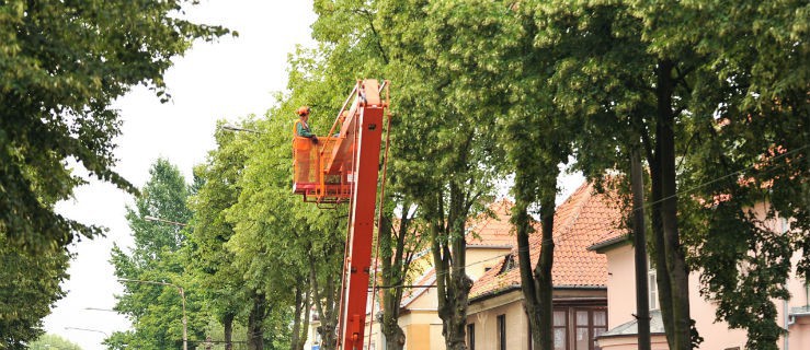 Konary mogą zabić. W Elblągu trwa podcinanie drzew