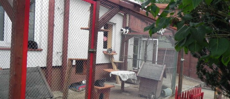 1% podatku na elbląskie schronisko. Nadchodzą duże zmiany 