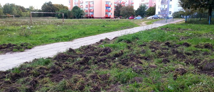  Dziki wyrządzają szkody na osiedlu Nad Jarem. Video