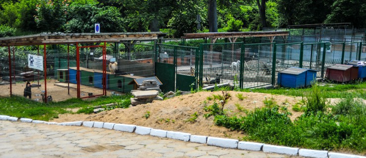 Zdążą przed zimą. 13 tysięcy złotych na remont elbląskiego schroniska