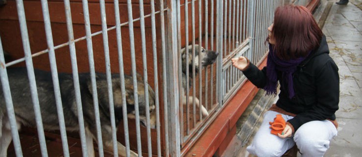 Wolontariuszka o pracy z czworonogami: Pieskie życie można odmienić