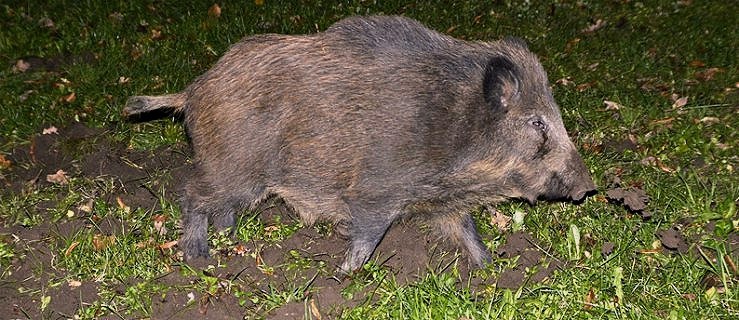Dziki nadal żerują w mieście. Mieszkańcy się boją. Zobacz zdjęcia