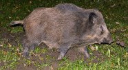 Dziki nadal żerują w mieście. Mieszkańcy się boją. Zobacz zdjęcia