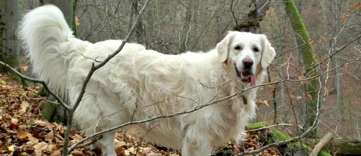Golden Retrivery i ich właściciele będą kwestowali w WOŚP