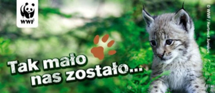 Pomagajmy rysiom. WWF w Elblągu