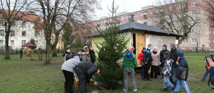 Świątecznie u Pasożyta. Zobacz zdjęcia ze stawiania choinki