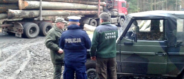 Policjanci polują na... nielegalne choinki. Wzmożono patrole