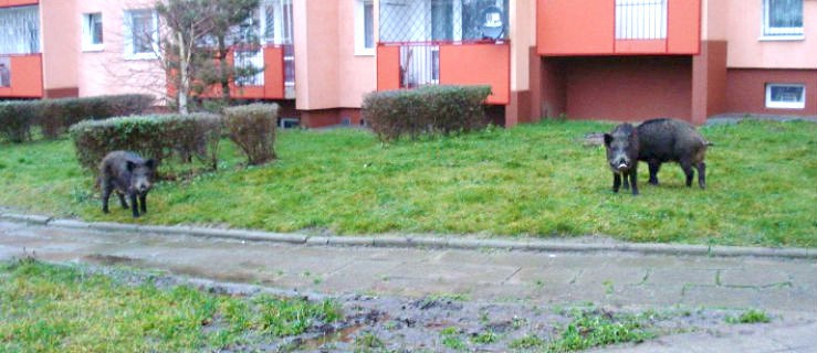 Dzik jest dziki...- kolejna interwencja Straży Miejskiej w sprawie dzików
